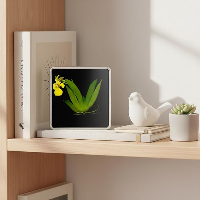 Bloomify Live Dancing Orchid Picture, Maintenance Free Orchid, Psygmorchis Pusilla, Live Green Wall Décor, Blooming, No Green Thumb Necessary, Great for Work, Home, Wall Décor, Unique Gift.
