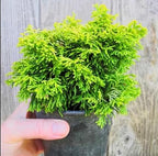 Dwarf Hinoki Cypress Live Plant in Pot – Chamaecyparis obtusa Nana Gracilis – Evergreen Bonsai Tree, Outdoor Shrub for Landscaping, Patio Container, Japanese Garden Accent