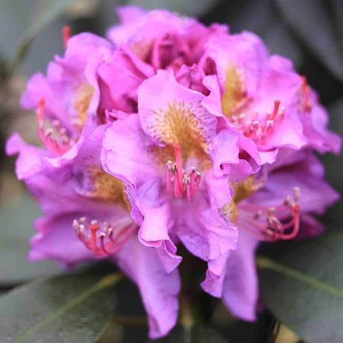 Purple Azalea Plant Live, 7 Months Old Rhododendron Like, Azalea Rhododendron Tree Flowers Plants Live Bush in Pot