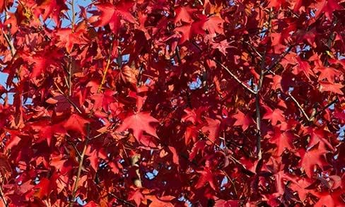 Brandywine Red Maple Tree - Live Plant Shipped 2 to 3 Feet Tall by DAS Farms
