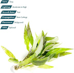 SubstrateSource Live Plant - Willow Hygro 'Rubra' (Hygrophila angustifolia) - Easy Care, Moderate to High Light, Reddish-Green Accent, Freshwater Aquatic Plant for Aquascaping - Lead Bunch