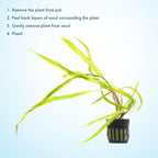 SubstrateSource Cryptocoryne Live Aquarium Plants - Freshwater Plant for Aquariums, Planted Fish Tanks - Beginner Friendly (Balansae, 1 Pot (3-5 Plants))