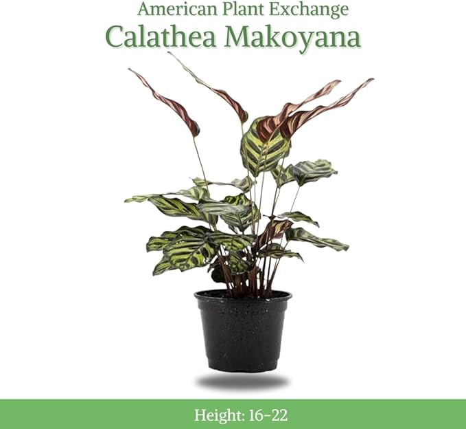 American Plant Exchange Live Calathea Makoyana – 6-Inch with Pot Cover – Pet-Friendly Tropical Houseplant with Patterned Leaves for Low Light Homes, Offices & Indoor Plant Décor