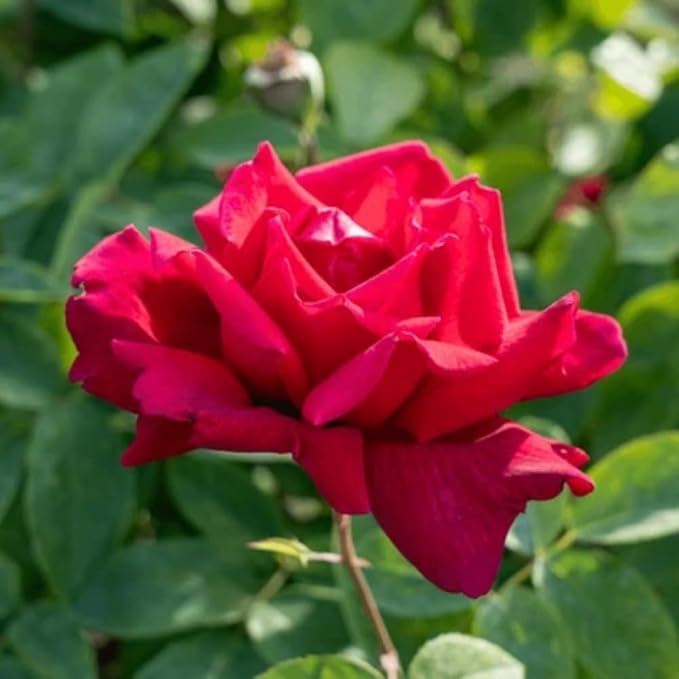 Rose Live Plant, Roses Flower Plant, Fragrant Flower for Planting, 4-6 Inches Tall, Bush Shrub Plants, Well Rooted, Ready to Grow (Red Rose)