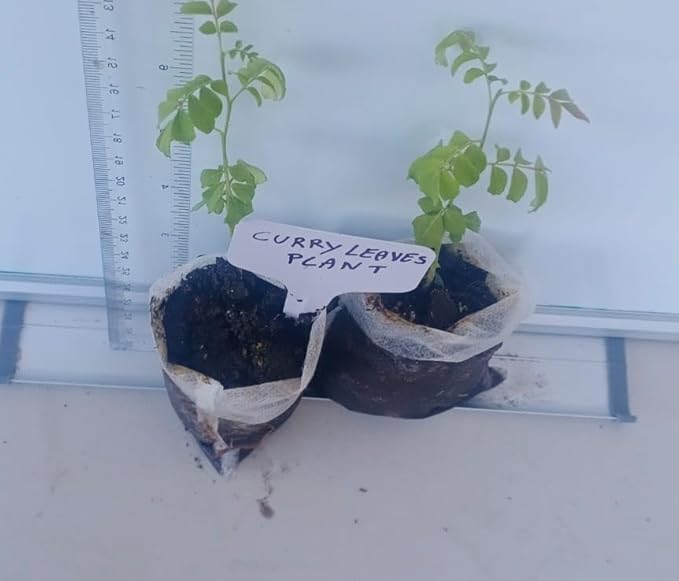 Curry Leaf Plant. Live Plant. Fragrant, Beautiful, Edible. Easy Grow. Indian Cooking Must Have. Murraya Koenigii. (2 Sacs)