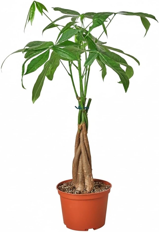Braided Pachira Stump Money Tree (6" Grower Pot) - Low Light and Healthy Houseplant - Easy to Care Indoor Plants - Live Healthy Houseplant for Home Office Decoration
