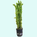 Anacharis Egeria Densa Bunch Live Aquarium Plants (Rooted in 2 Inch Pot)