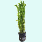 Anacharis Egeria Densa Bunch Live Aquarium Plants (Rooted in 2 Inch Pot)