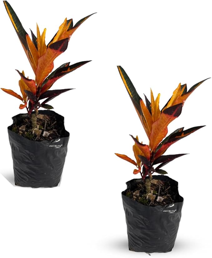 LEAL PLANTS ECUADOR Croton Peach (Pack of 2)| Vibrant Tropical Evergreen Indoor Plant | Natural Décor | Low Maintenance Houseplant for Bright Spaces | Live Decorative Croton Plant Live
