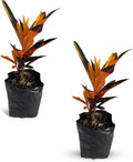 LEAL PLANTS ECUADOR Croton Peach (Pack of 2)| Vibrant Tropical Evergreen Indoor Plant | Natural Décor | Low Maintenance Houseplant for Bright Spaces | Live Decorative Croton Plant Live