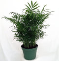 jm bamboo-Victorian Parlor Palm - Chamaedorea - Indestructable - 4" Pot