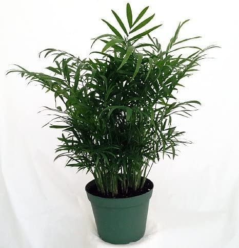 jm bamboo-Victorian Parlor Palm - Chamaedorea - Indestructable - 4" Pot