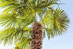 Sabal Palmetto Palm Tree Seeds (Cabbage Palm) – 15 Non-GMO Seeds per Packet by Isla’s Garden Seeds, Tropical Landscape Tree, Heat Tolerant, Coastal Friendly, 75% Germination Rate