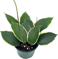 BubbleBlooms Hoya Macrophylla, Very Rare Limited Live Plant, in 4 inch Pot