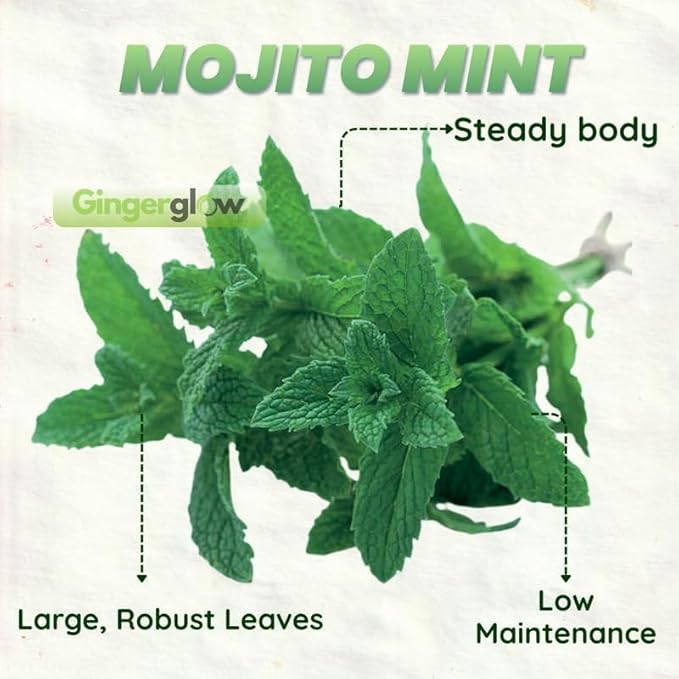 Mojito Mint Plants Live, Mint Plants for Inside and Home Décor, 3-Inch Potted Fresh Herb for Kitchen Gardens and Indoor Outdoor Growing