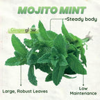 Mojito Mint Plants Live, Mint Plants for Inside and Home Décor, 3-Inch Potted Fresh Herb for Kitchen Gardens and Indoor Outdoor Growing