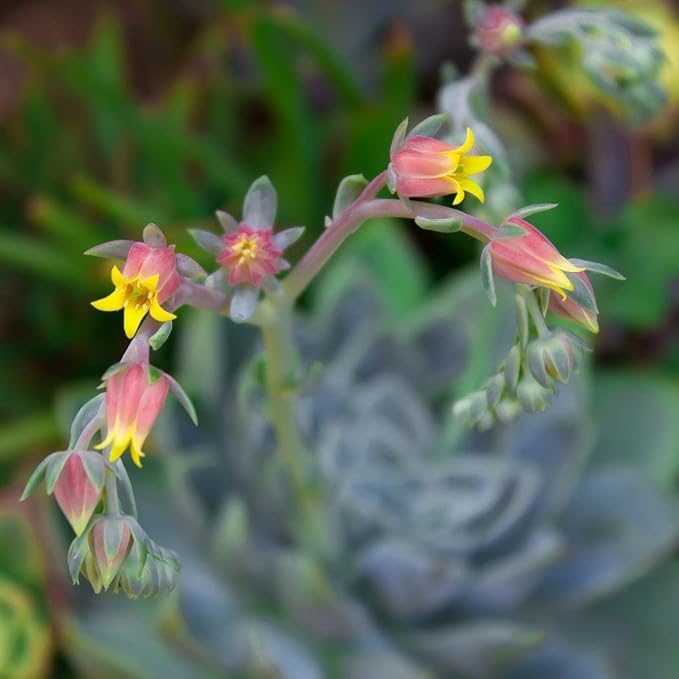 Fat Plants San Diego Premium Cacti and Succulent Potting Mix Soil - for Cactus Palm Tree Citrus Plant Grown in Gardening Containers - Indoors & Outdoors Use - with Natural Food/Fertilizer