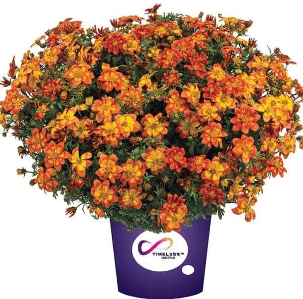 RedCrocus White Delight Bidens- Bright White Summer Blooms for Borders & Containers, Pollinator Attracting, Low Maintenance, Pet Safe, Deciduous Garden Plant 4.5" Pot (Pack of 5)