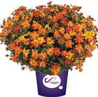 RedCrocus White Delight Bidens- Bright White Summer Blooms for Borders & Containers, Pollinator Attracting, Low Maintenance, Pet Safe, Deciduous Garden Plant 4.5" Pot (Pack of 5)