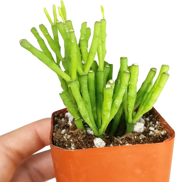 Live Cactus Plants, Fully Rooted 2-inch Cactus Succulent Plants, Rare Varieties for Gift or Home Decoration (Dancing Bones Hatiora Salicornioides Cactus)