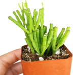 Live Cactus Plants, Fully Rooted 2-inch Cactus Succulent Plants, Rare Varieties for Gift or Home Decoration (Dancing Bones Hatiora Salicornioides Cactus)
