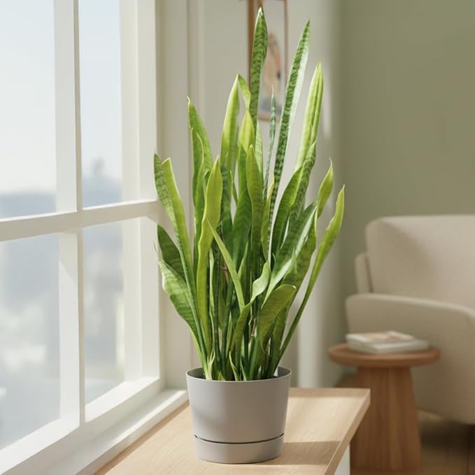 Root & Vessel Majestic Mid-Century Modern Low Profile Cylinder Pot, Matte Gray, 4.5"