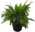 American Plant Exchange Macho Fern 'Giant Sword' – 10-Inch Pot – Live Air Purifying Tropical Fern, Easy Care Foliage Plant for Home, Office, Garden, or Landscape Decor
