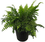 American Plant Exchange Macho Fern 'Giant Sword' – 10-Inch Pot – Live Air Purifying Tropical Fern, Easy Care Foliage Plant for Home, Office, Garden, or Landscape Decor