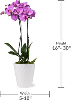 Green Circle Growers Pink Orchid in a 5" White Pot, Indoor Live Plants, House Plant
