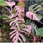 90PCS Fresh Monstera Plant Seeds, Rare Tropical Houseplant Seeds for Indoor & Outdoor Growing | Easy to Grow Exotic Foliage Plant