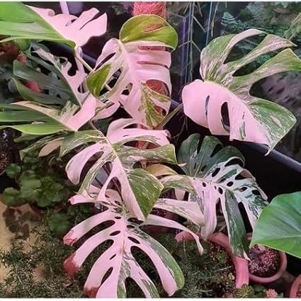 90PCS Fresh Monstera Plant Seeds, Rare Tropical Houseplant Seeds for Indoor & Outdoor Growing | Easy to Grow Exotic Foliage Plant