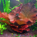Dwarf Water Lily Nymphaea Stellata Rubra Live Aquarium Plant B2G1