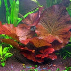 Dwarf Water Lily Nymphaea Stellata Rubra Live Aquarium Plant B2G1