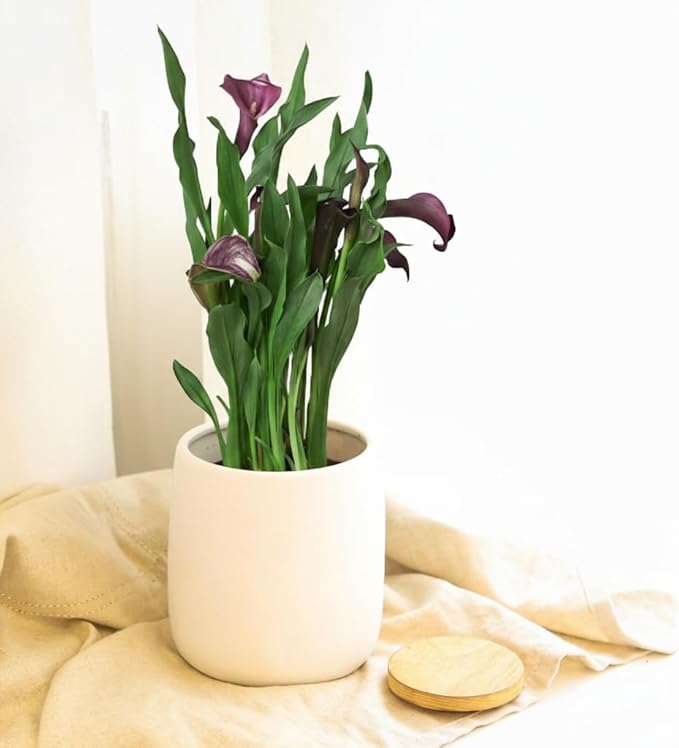 Live Indoor Flowering Houseplants, White Calla Lily in 6" Grower Pot, Easy Care Houseplants, Live Plants for Home and Office Decor