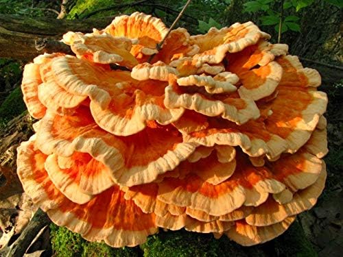 Root Mushroom Farm- Mushroom Liquid Cultures/Chicken of The Woods(Laetiporus sulphureus)