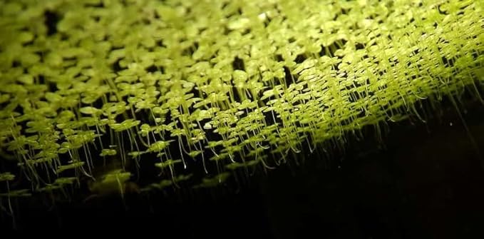Duckweed (Lemna Minor) - 1200 Plants - Small Disabled Veteran Owned Company - South Shore Retail - Live Aquarium + Pond Plants