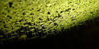 Duckweed (Lemna Minor) - 1200 Plants - Small Disabled Veteran Owned Company - South Shore Retail - Live Aquarium + Pond Plants