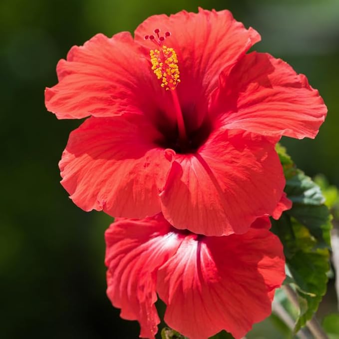 3 Hardy Hibiscus Plants Live, Well Rooted Hibiscus Flower 4-7'' Tall, Flowering Shrub for Garden or Containers Planting (Red)