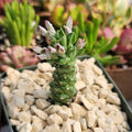 1- ONE Rooted Piece monadenium guentheri Rare Succulent 2" Seedling Plant by Exotic-Succulent-Collection