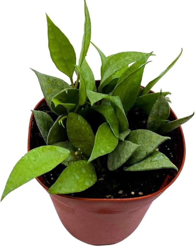 BubbleBlooms Hoya Lacunosa Mint, 4 inch Rare Exotic Indoor House Wax Plant