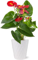 From You Flowers - Anthurium Plant for Birthday, Anniversary, Get Well or Celebration