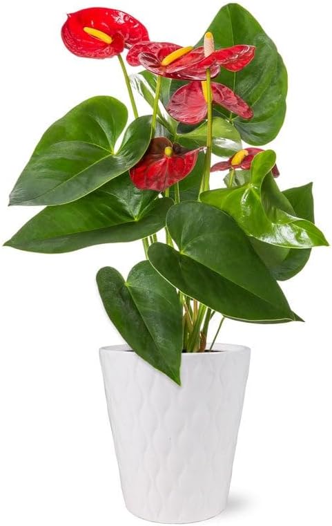 From You Flowers - Anthurium Plant for Birthday, Anniversary, Get Well or Celebration