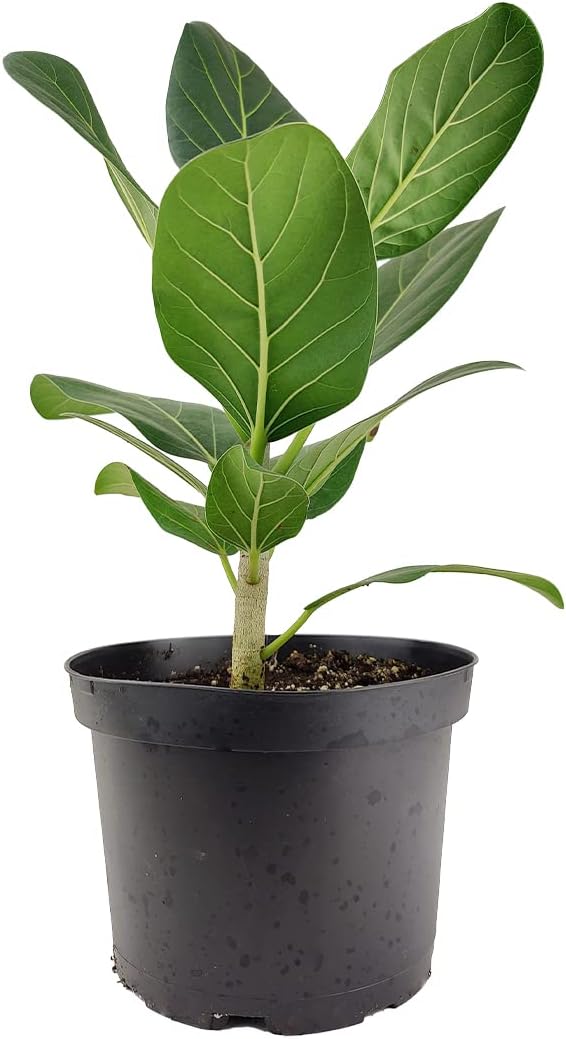 Ficus Audrey (6" Grower Pot) - Live, Healthy, Indoor Air Purifier Houseplants for Gift or Home Décor - Feng Shui Plant for Home Office - Easy to Care Houseplants for Beginners
