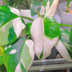 White Princess Philodendron Plant Live, Rare Tropical Variegated Live Indoor Houseplant, Starter Plants No Pot, 5-9" in Tall