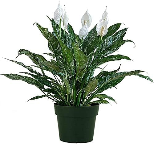 American Plant Exchange Variegated Peace Lily 'Domino' – 6-Inch Pot w/Deco Cover, 1-2 Ft Tall, Live Indoor Flowering Houseplant, Easy Care, Low Light, Housewarming, Sympathy, or Party Gift