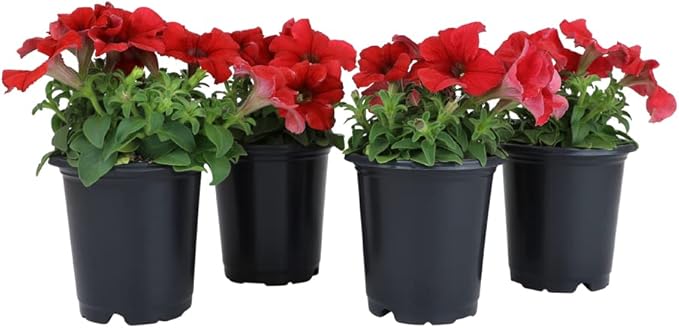Live Petunia Flowers (4 Pack), Red Flowering Plants for Spring Gardening, Easy Plant Care, Garden Annuals, Red Petunias Multipack, Sun Loving Outdoor Annual