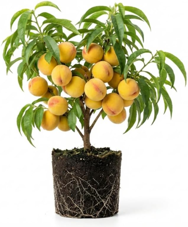 Peach Tree Live Plant, Up to 2 Ft Tall, Sweet Peach Fruit Tree for Outdoor Garden and Patio Growing Spring Planting, No Pot (Rare)