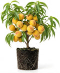 Peach Tree Live Plant, Up to 2 Ft Tall, Sweet Peach Fruit Tree for Outdoor Garden and Patio Growing Spring Planting, No Pot (Rare)