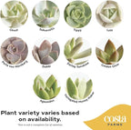 Costa Farms Mini Live Succulents, Echeveria Houseplant, Beautiful Live Indoor Plants in Cute Décor Stone Planter Pots, Great Gift for Perfect Room Décor, 4-Inches Tall (2-Pack)