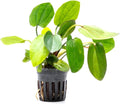 SubstrateSource Echinodorus Horizontalis Mini Sword Live Plant for Freshwater Aquariums, Natural Fish Tank Decorations, and Aquatic Decor (1 Pot (2-3 Plants))